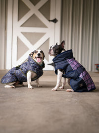 All Weather Coat for Dogs