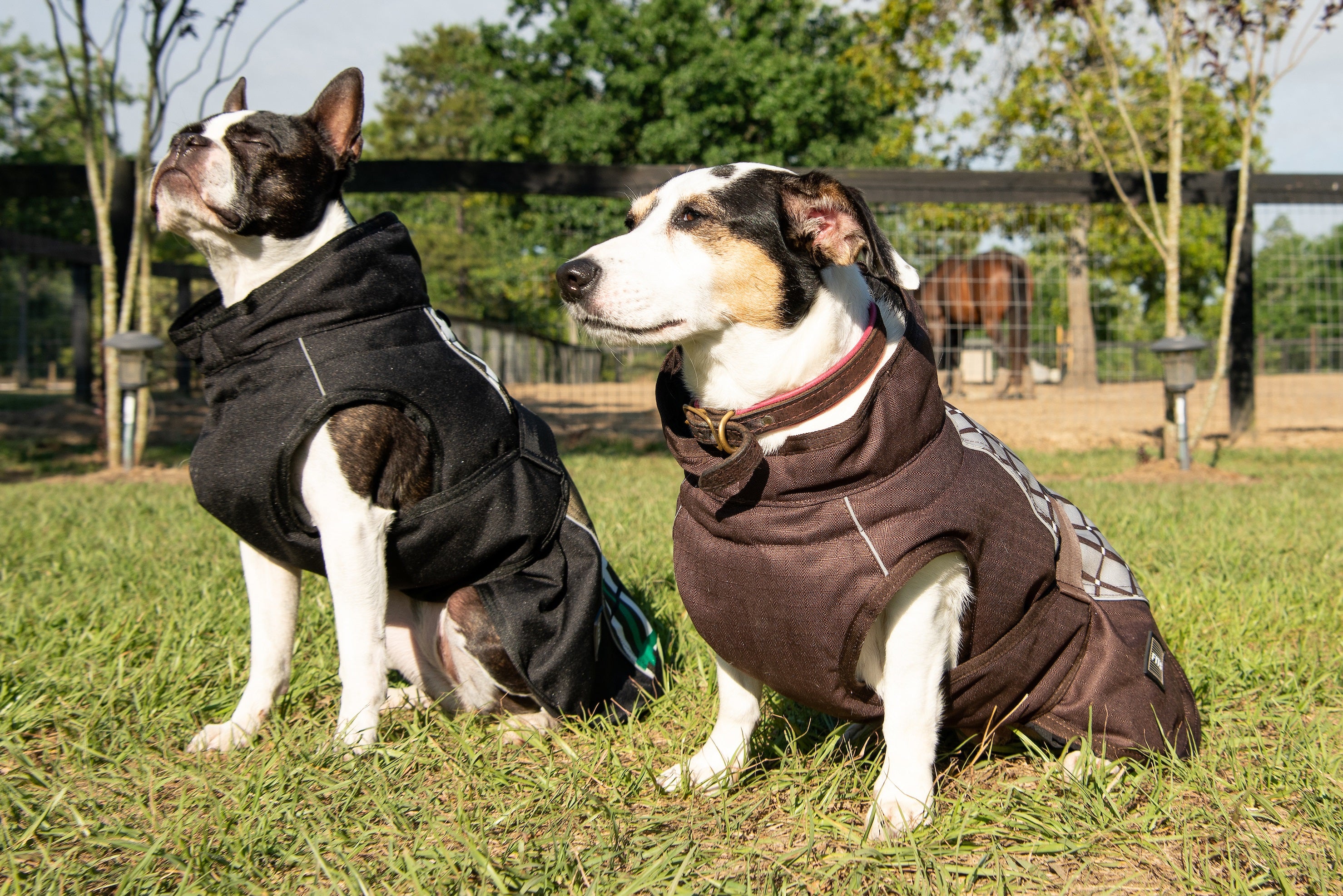 Dog coat best sale with belly coverage